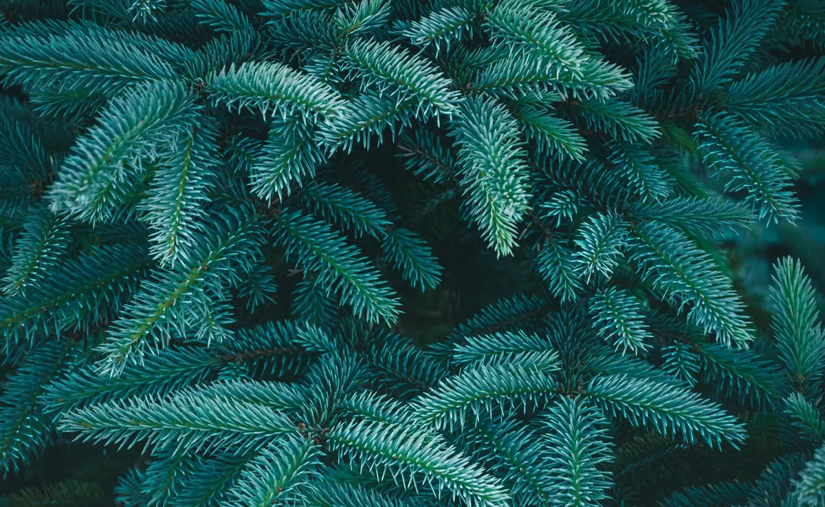 Best Junipers for Coastal UK Gardens: Wind-Tolerant Varieties Compared