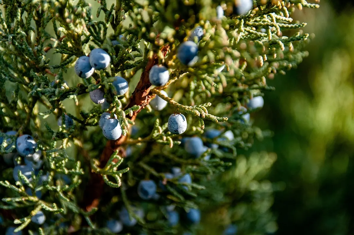 How to Plant a Juniper in the UK: A Step-by-Step Guide for Borders and Pots
