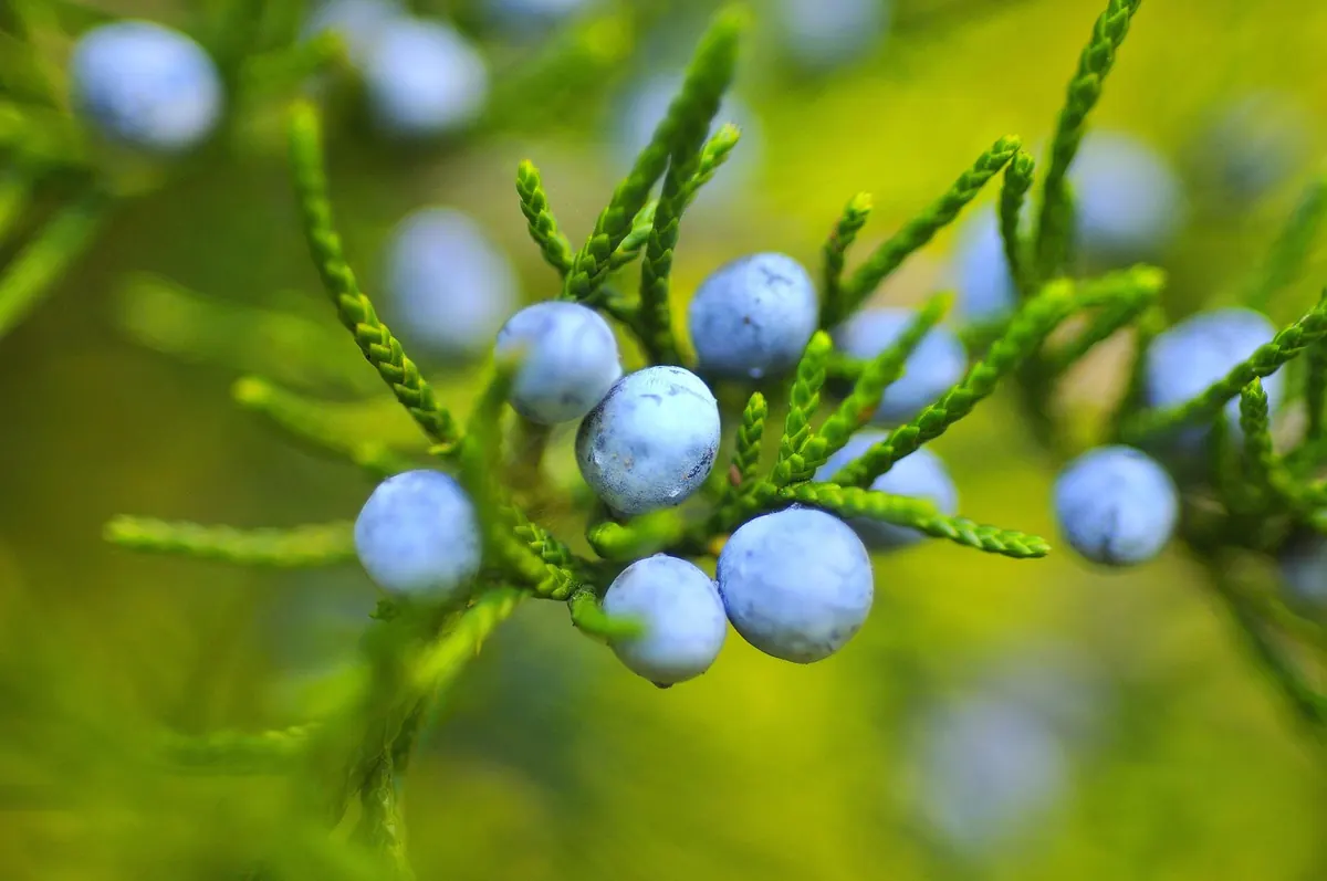 Juniper Berry Harvest: A Seasonal Guide to Picking, Drying and Storing in the UK