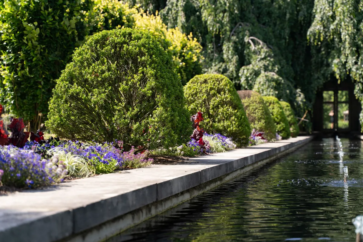 Juniper Hedge Spacing: How Far Apart to Plant for Privacy