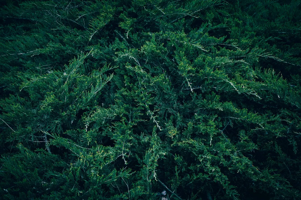 Juniper Types for Small UK Gardens: 8 Compact Varieties Compared