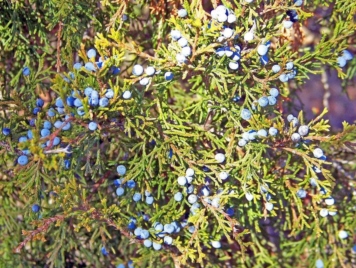 Juniper vs Cypress: How to Tell Them Apart in UK Gardens