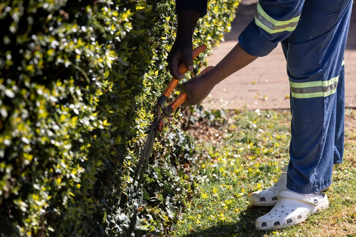 Pruning Junipers in the UK: When and How to Trim for Healthier Growth