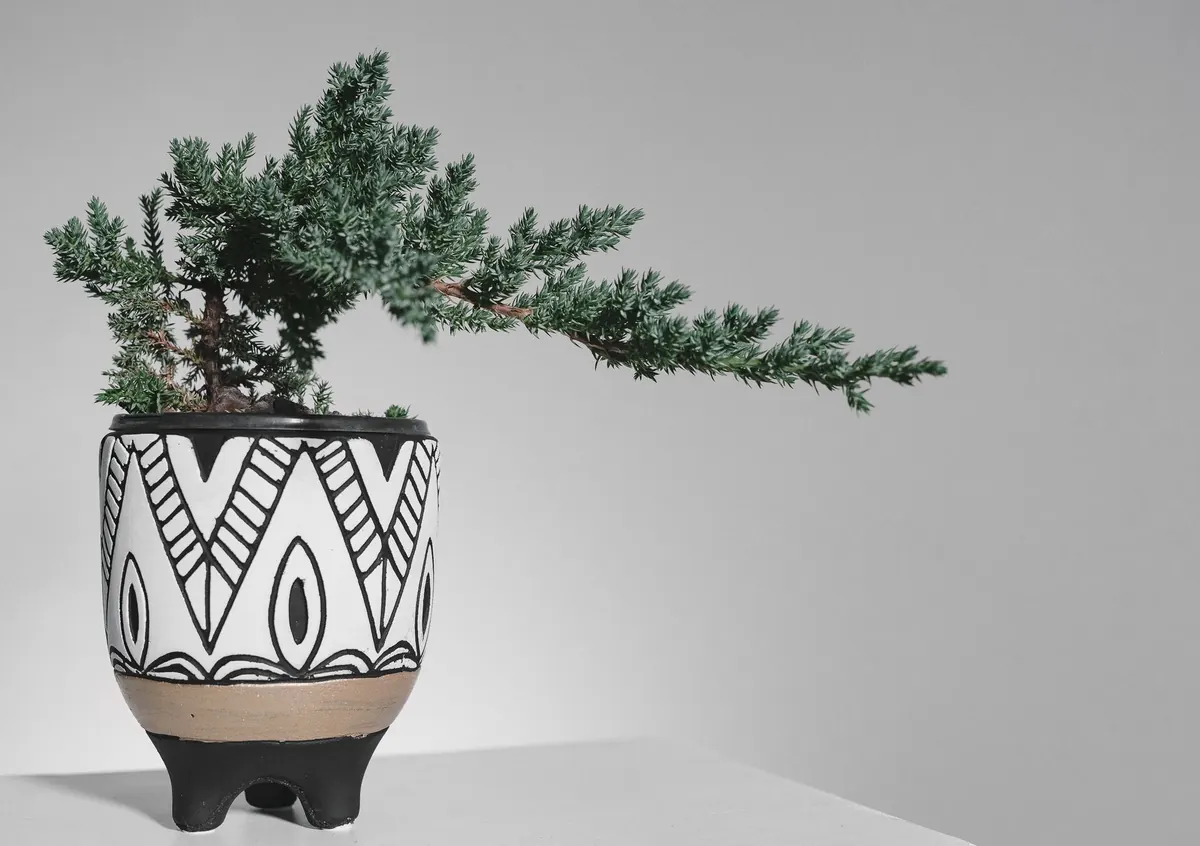 The Beginner's Guide to Growing Junipers in Containers
