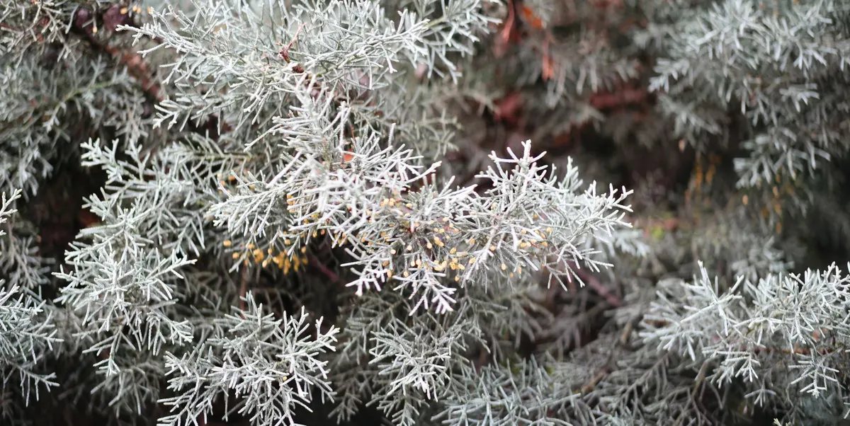Why Is My Juniper Turning Brown? 7 Common Causes and Fixes