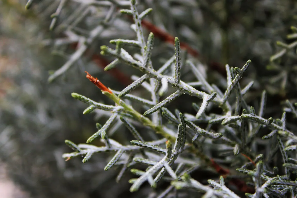 Winter Care for Junipers: A UK Protection Checklist for Pots and Borders